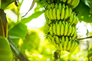 Banane piantagione