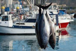 Tonni appena pescati appesi in un porto; concept: pesca del tonno