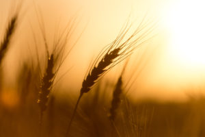 Spighe di grano al tramonto
