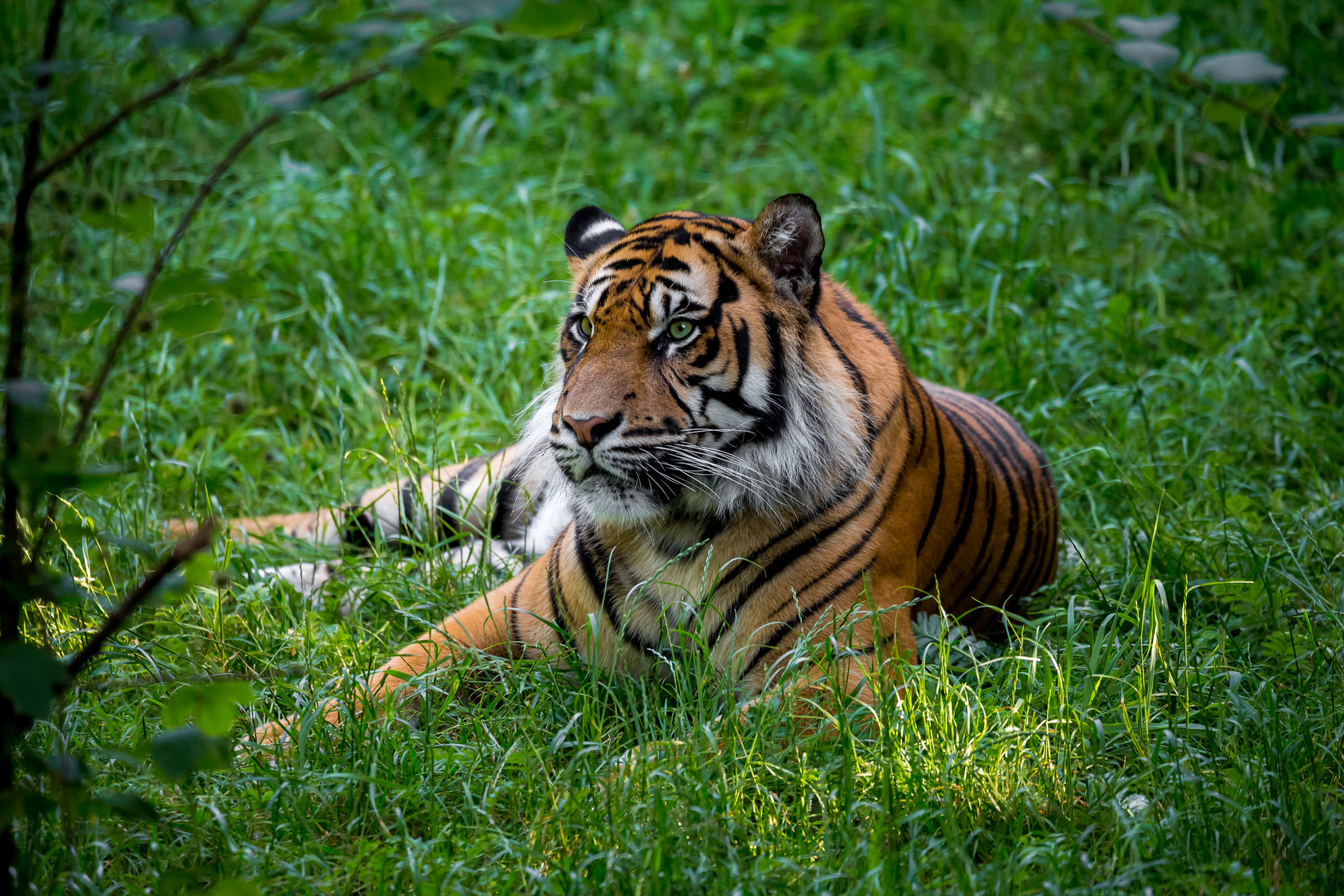 gusto, tigre di Sumatra, indonesia