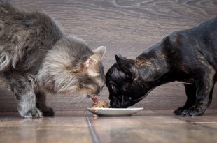 gatto cane cibo per animali