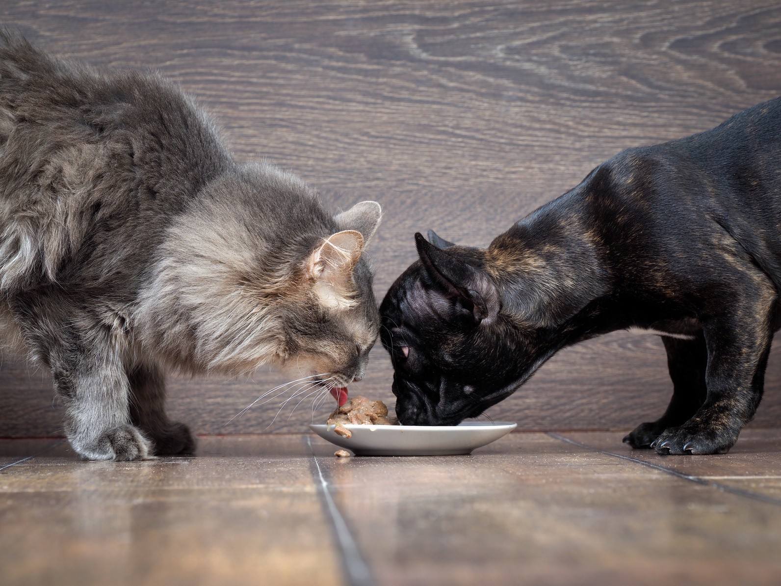 Cane e gatto mangiano dallo stesso piattino; concept: pet food, cani e gatti