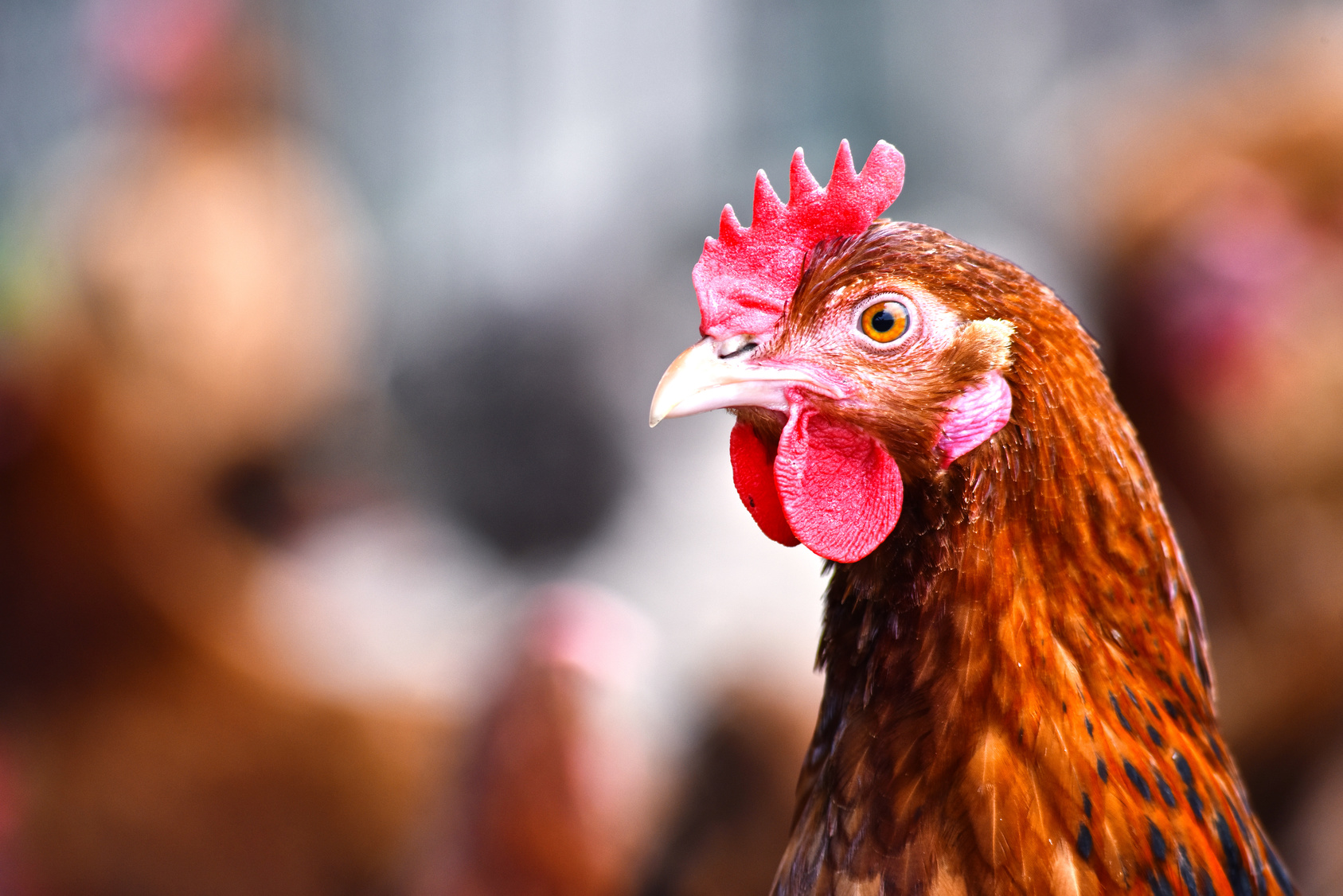 galline contro lo spreco alimentare