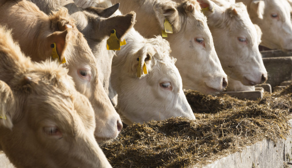 white cows eating silage allevamenti