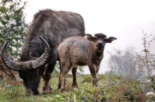 bufalo d'acqua bufalino annutolo
