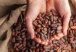 cacao semi sacco mani