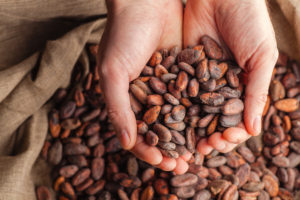 Mani piene di fave di cacao prelevate da un sacco di fave di cacao
