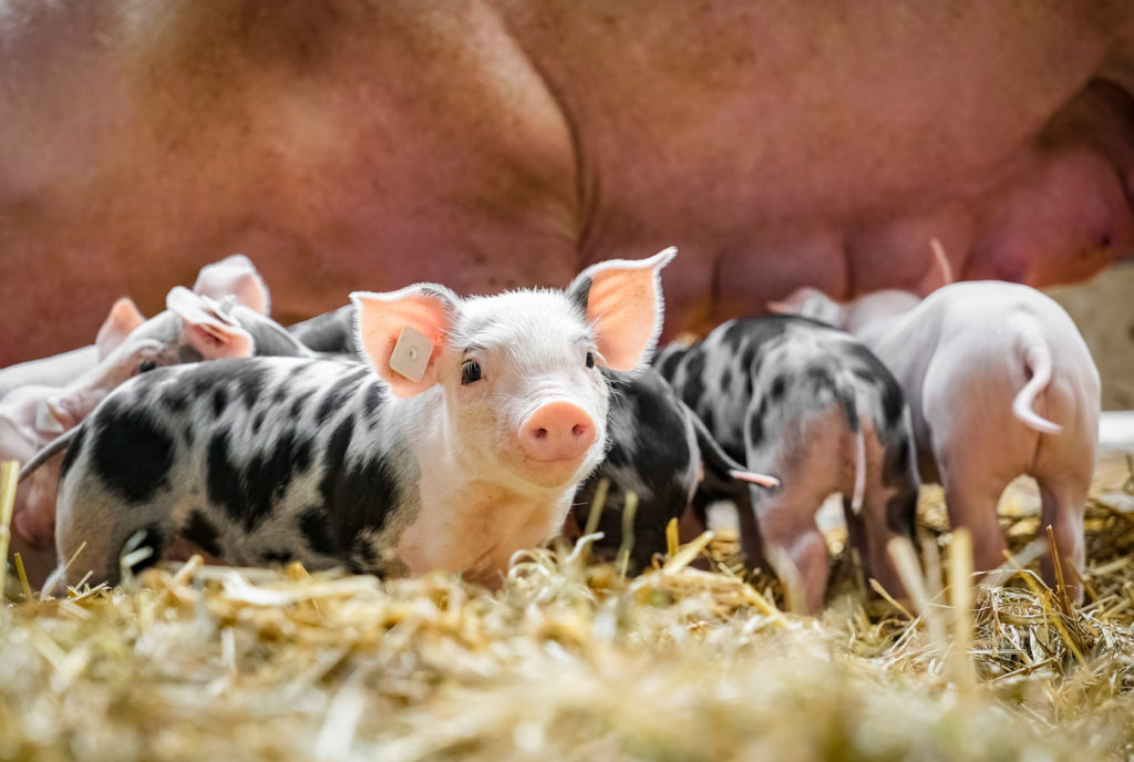 animali, maiali maialini code paglia scrofa allevamento benessere animale