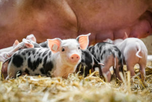 animali, maiali maialini code paglia scrofa allevamento benessere animale