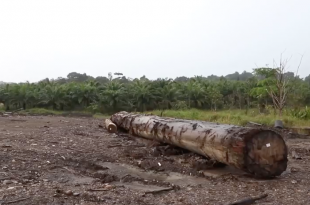 olio di palma deforestazione borneo indonesia 2018