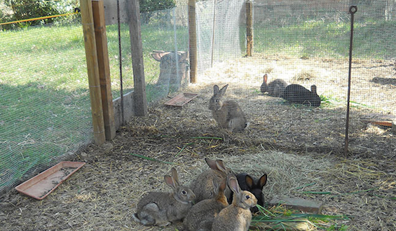 Conigli Allevati A Terra In Italia Crescono In Gabbie Sopraelevate