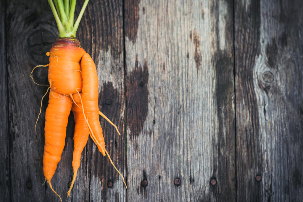 Ugly carrot on barn wood