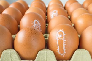 Salmonella bacterium drawn on eggs