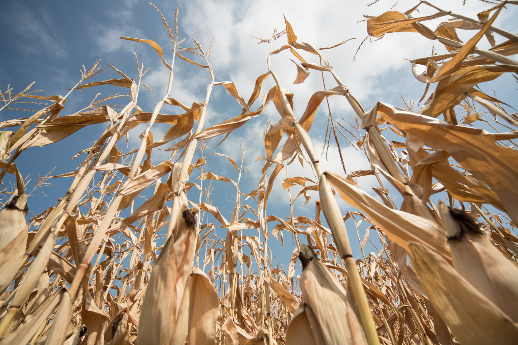 mais agricoltura clima