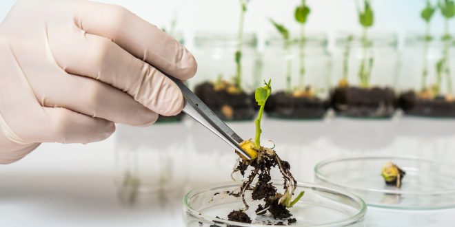 Scientist testing GMO plant in biological laboratory