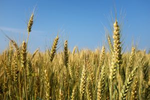Spighe di grano in un campo con cielo azzurro