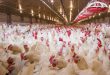 Influenza aviaria: a che punto siamo? Forse il problema è stato superato ma milioni di polli sono stati soppressi