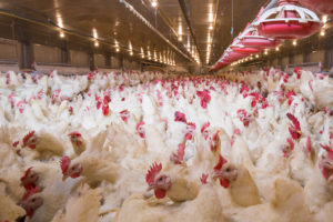 Polli in un allevamento intensivo