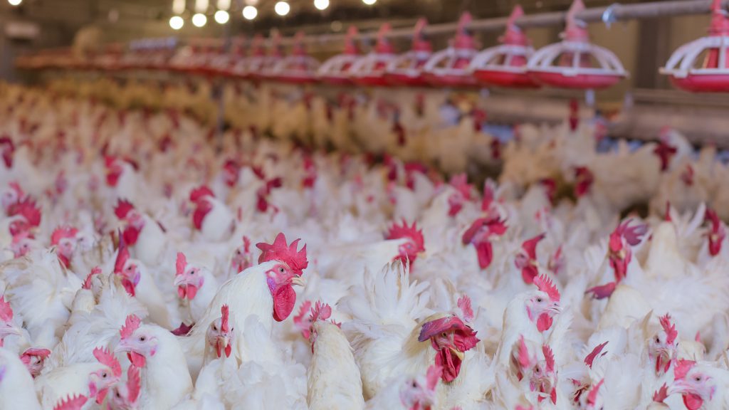 Polli allevamento influenza aviaria