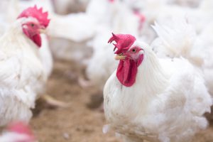 Polli broiler in un allevamento intensivo; concept: influenza aviaria