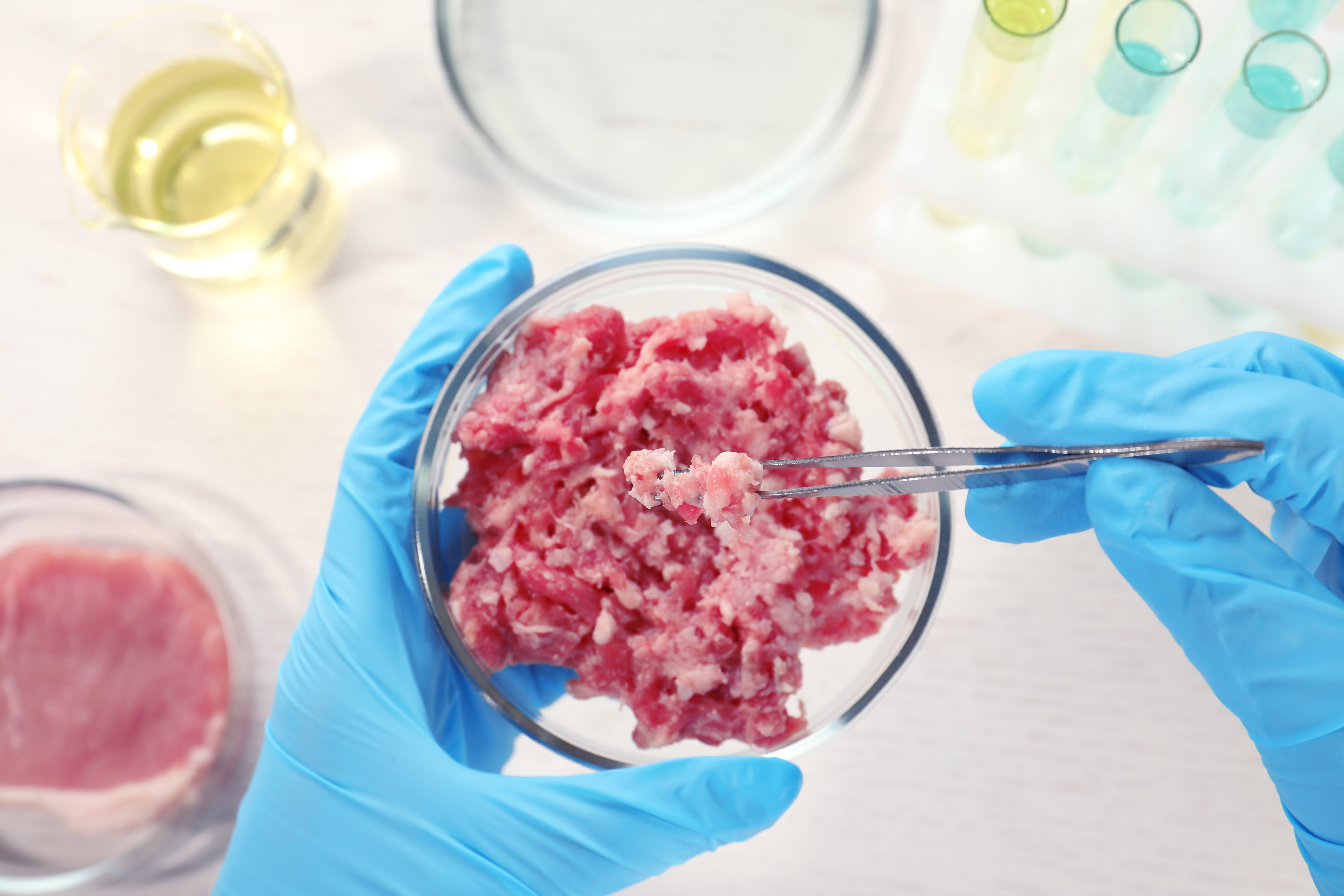 Un ricercatore o uno scienziato con i guanti tiene in mano una piastra petri con carne macinata, sopra un bancone con attrezzatura da laboratorio