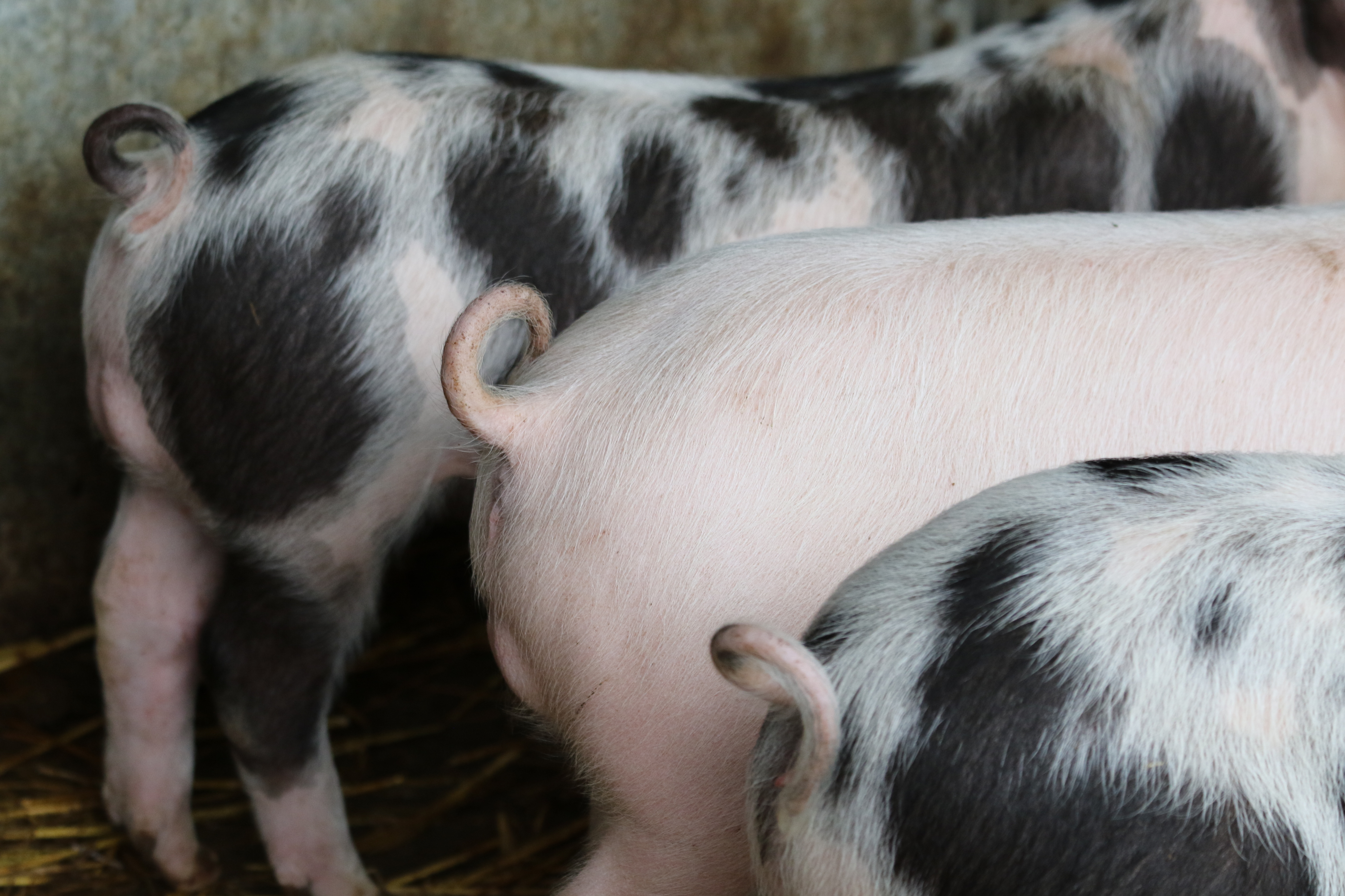 queues de cochon, concept : Porcs