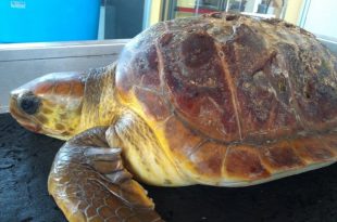 tartaruga caretta caretta 2019 cilento camerota plastica