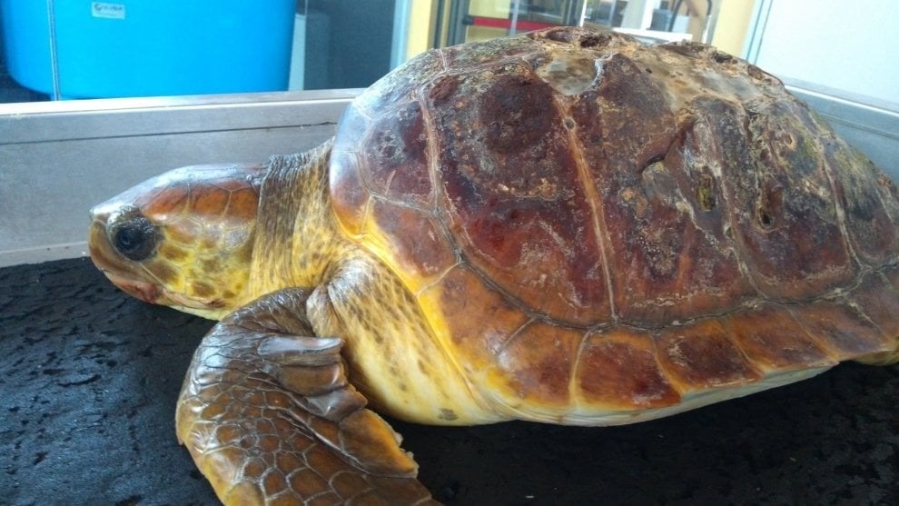 tartaruga caretta caretta 2019 cilento camerota plastica