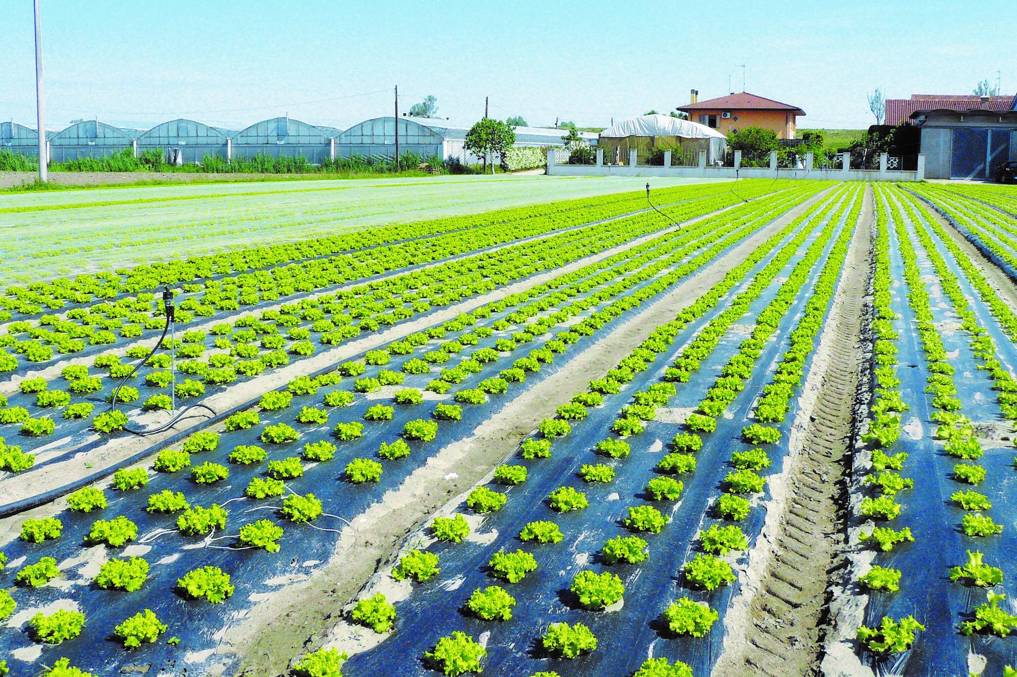 Telo pacciamatura plasticoltura plastica microplastica agricoltura campi