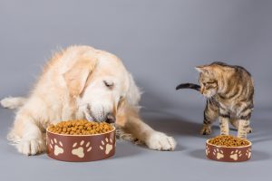 Cane mangia crocchette da una ciotola accanto a un gatto che lo guarda