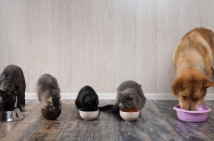 alimenti cani gatti mangime croccantini