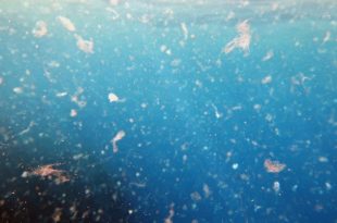 microplastiche plastica inquinamento contaminazione nanoplastiche