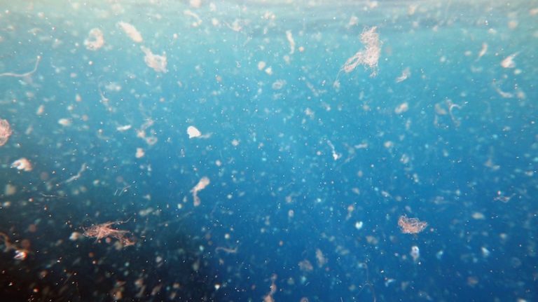 Microplastiche, La Petizione Di Greenpeace Per Chiedere Regole Più Dure