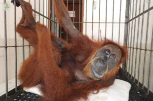 orangutan hope sumatra olio di palma gabbia