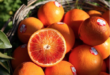 arancia rossa sicilia igp instagram