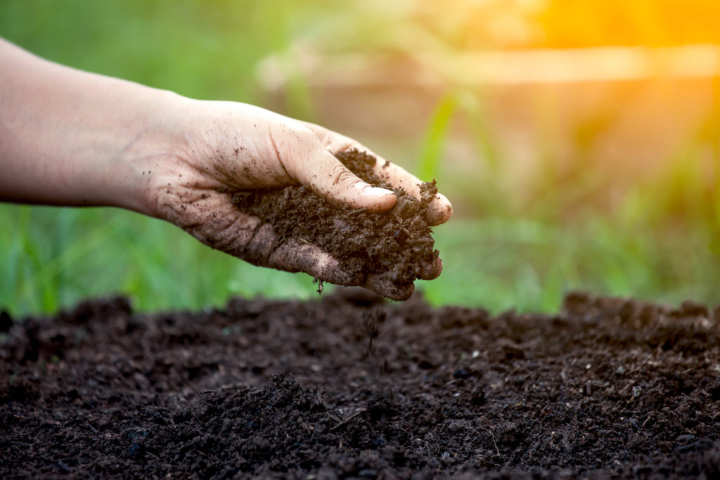 Soil in hand for planting pesticidi