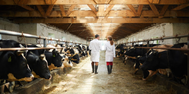 controlli veterinari allevamento bovini vacche latte