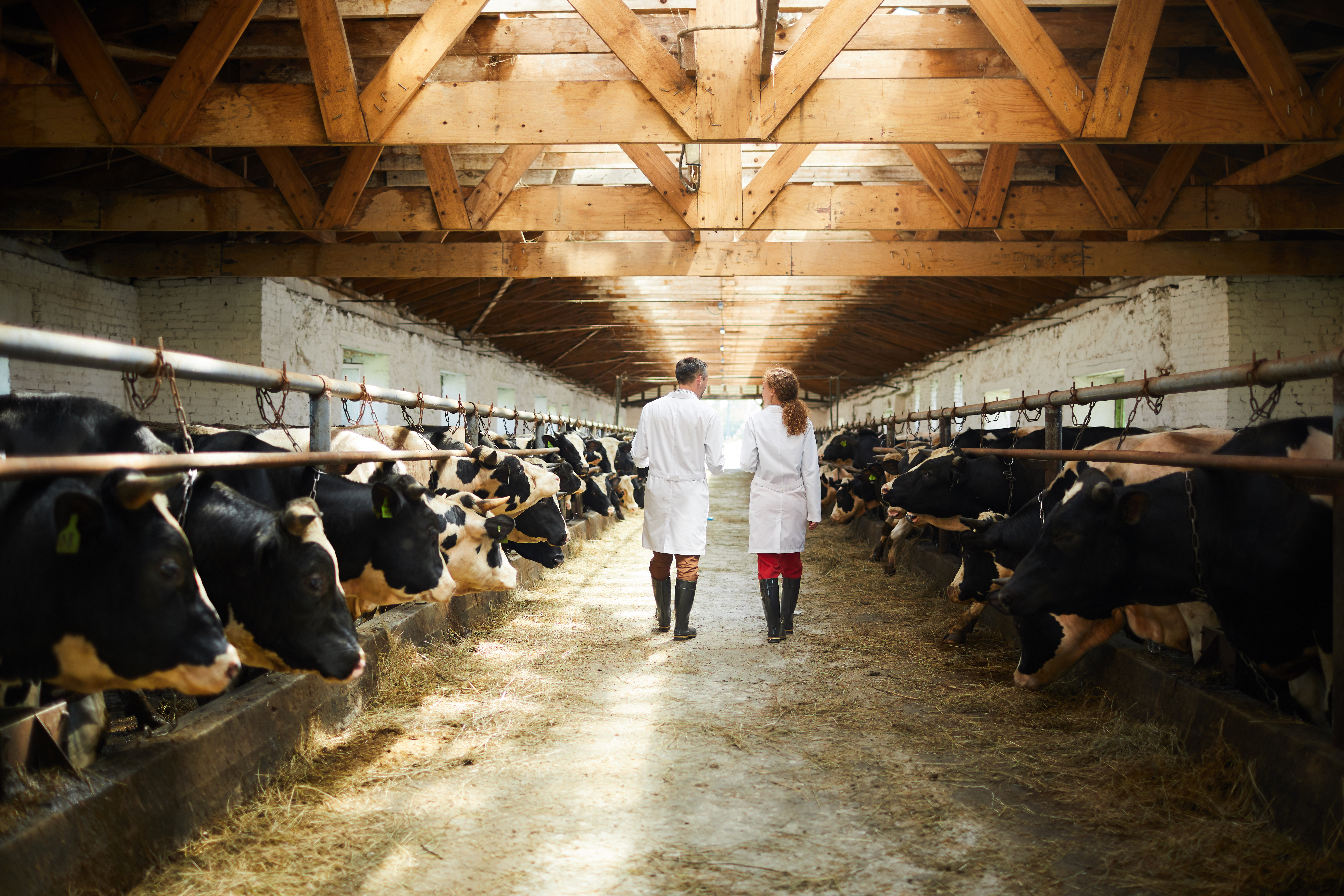 controlli veterinari allevamento di bovini o vacche latte