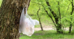 sacchetto plastica albero giardino