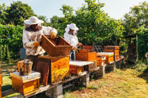 api alveari miele apicoltura