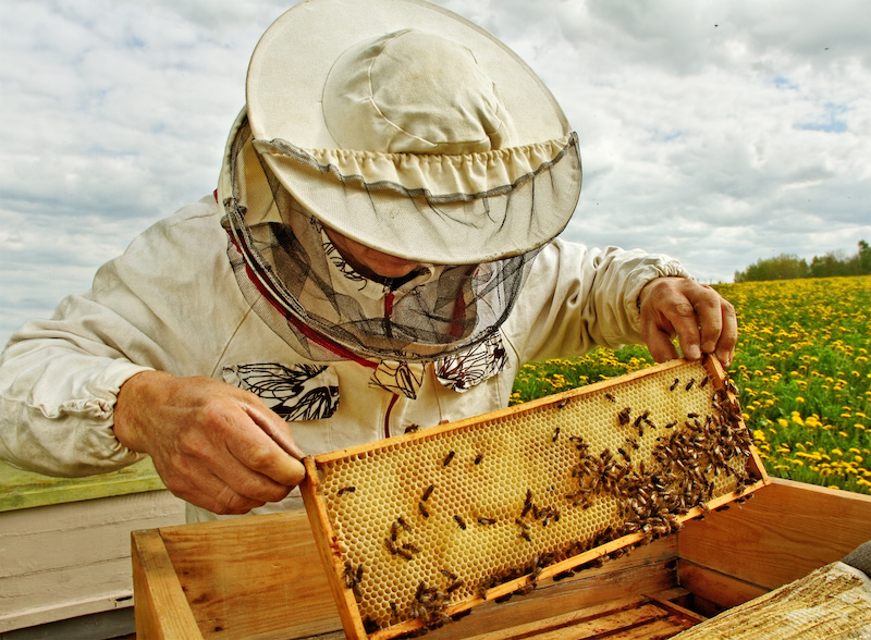 api alveari miele apicoltura