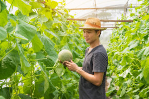 meloni frutta giappone coltivare serra