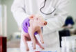 Pig examination at laboratory. Healthcare industry, veterinarian checking pig health.