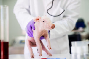 Maialino esaminato da un veterinario, in un ambulatorio o un laboratorio