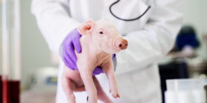 Pig examination at laboratory. Healthcare industry, veterinarian checking pig health.