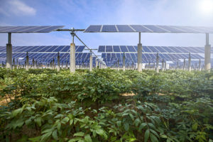 Vegetables grown under solar photovoltaic panels