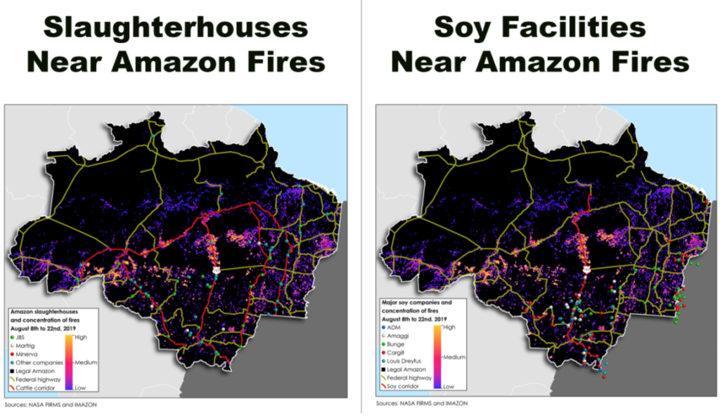 report mighty earth incendi amazzonia