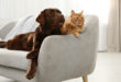 dieta crudista per cani e gatti, cane e gatto su divano bianco