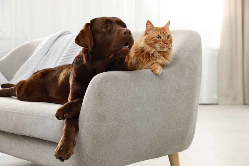 dieta crudista per cani e gatti, cane e gatto su divano bianco