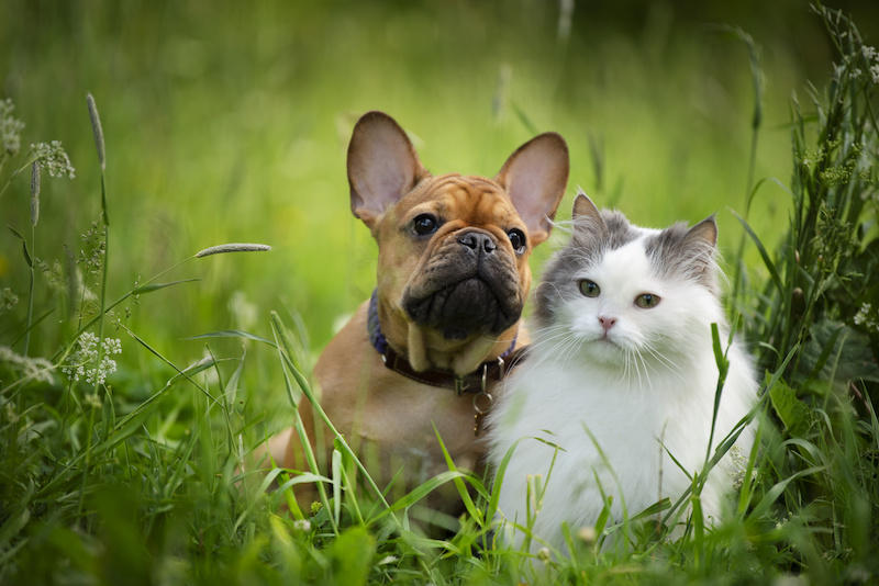 piccolo cane e gatto affiancati nell'erba